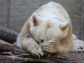 泣く白熊