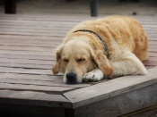 疲れて寝てる犬